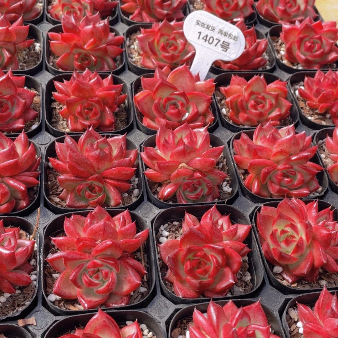 1407号 卡宴双头2个