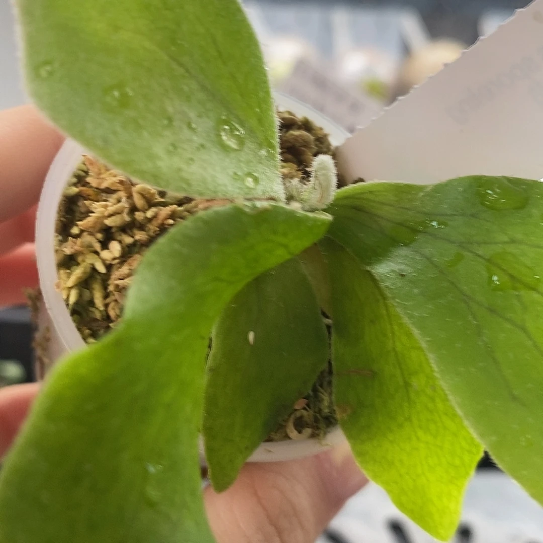 无花朵鹿角蕨丘比特之翼