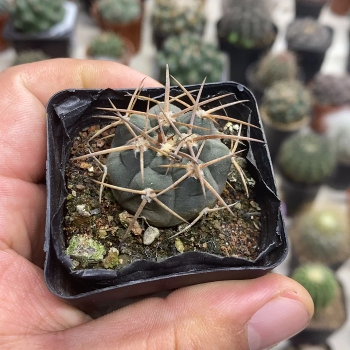 实生光临玉特价福利
