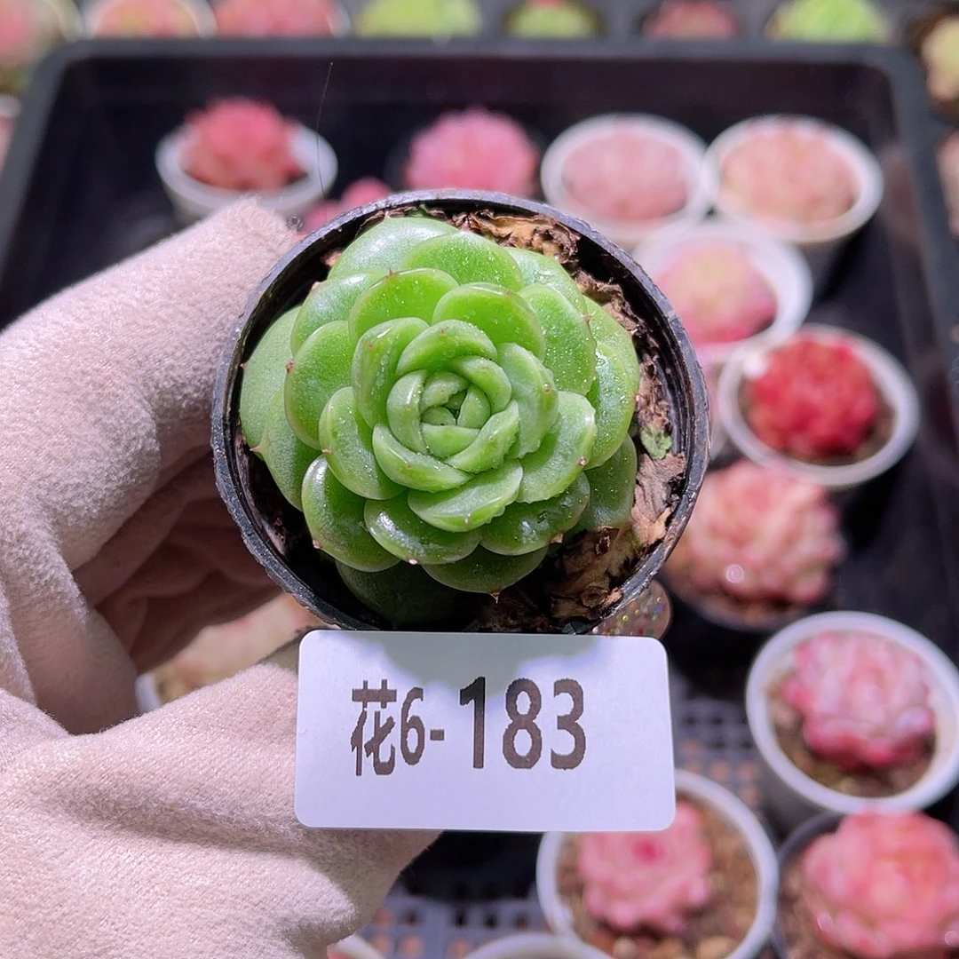 花利美6-183新品单头