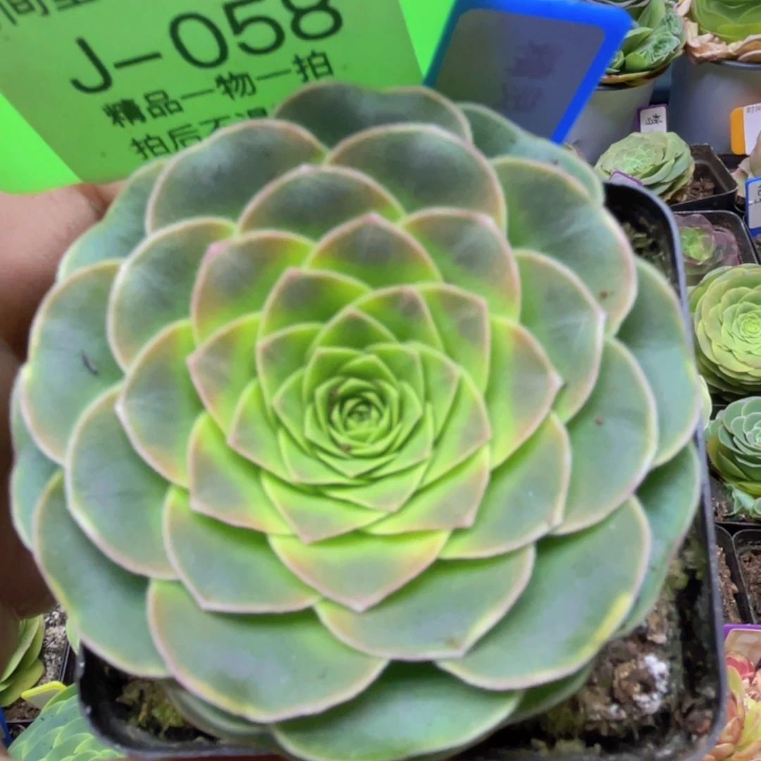 精灵公主多肉J058一物一拍