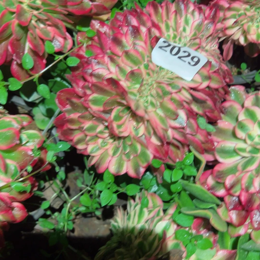 2029 号多肉植物法师新年福利