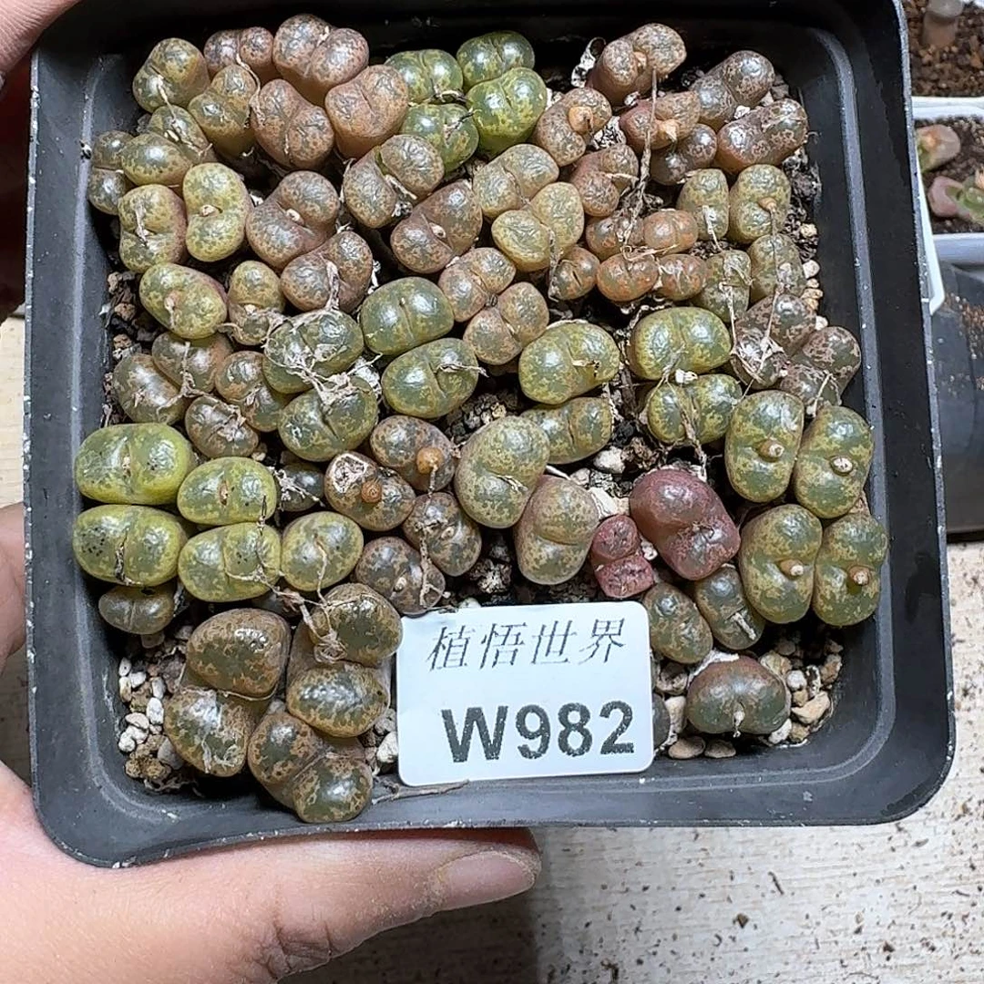 米**?982号多肉植物哇f f