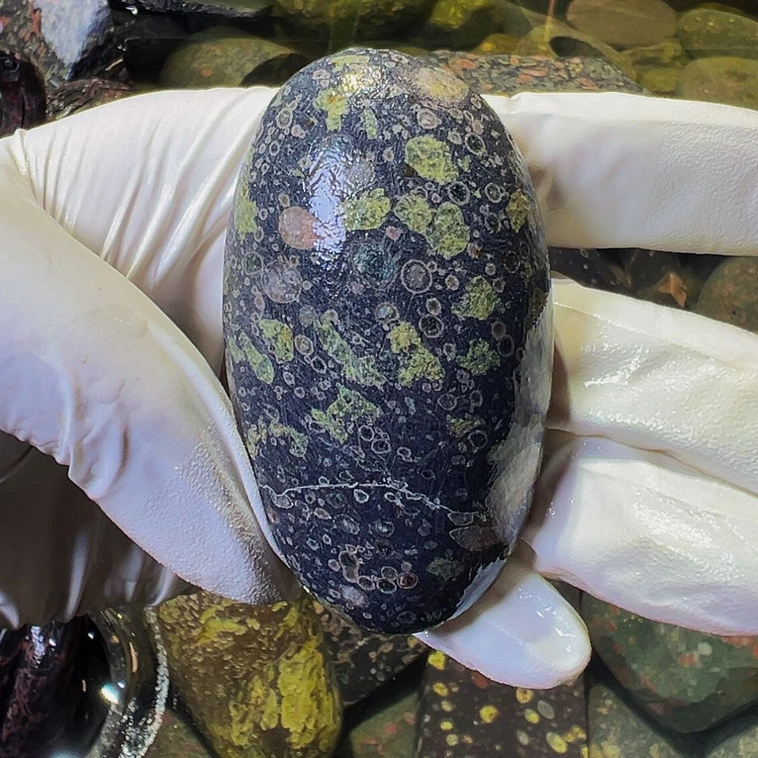 梅花玉鱼缸石茶周边不退不换