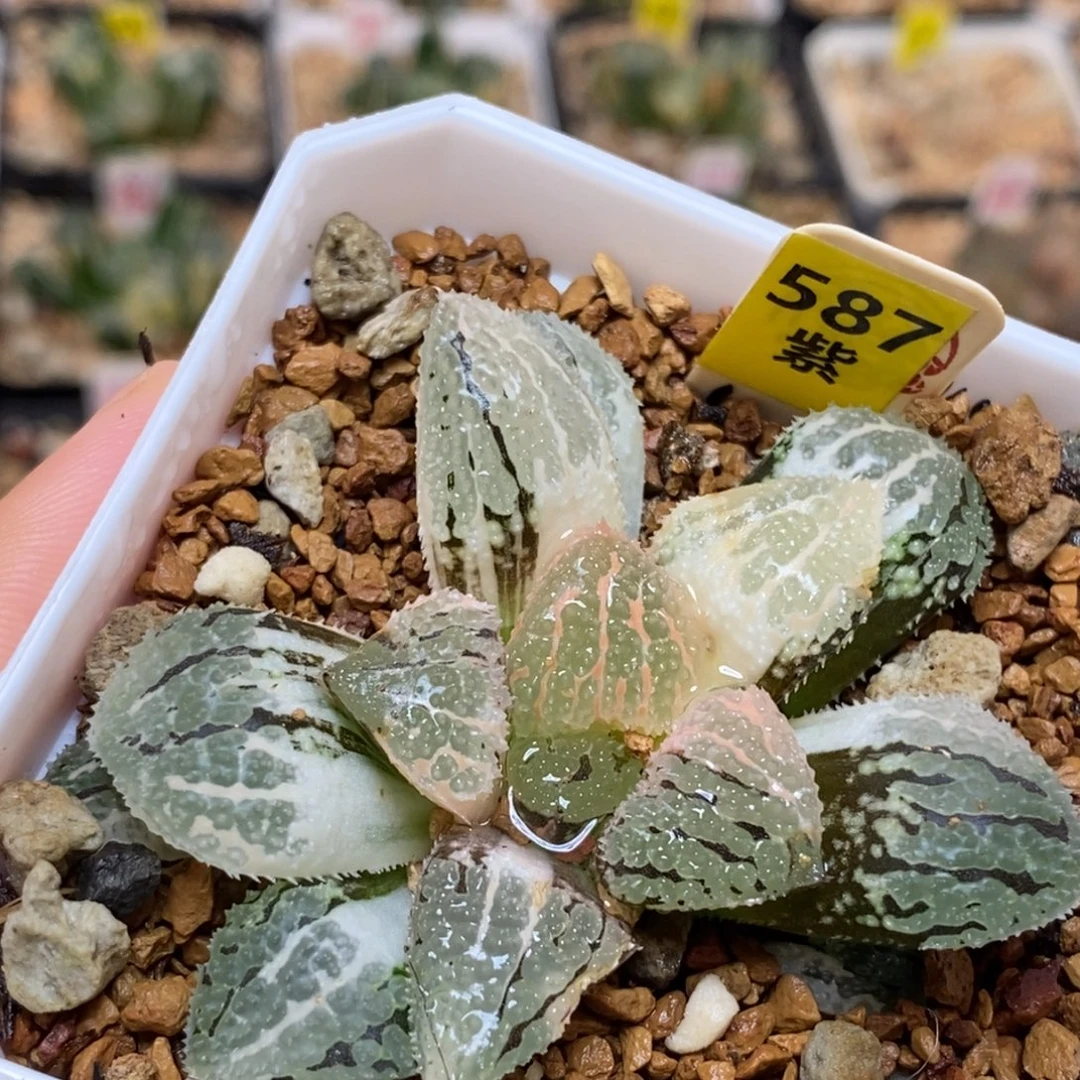 587具味城寿多肉植物