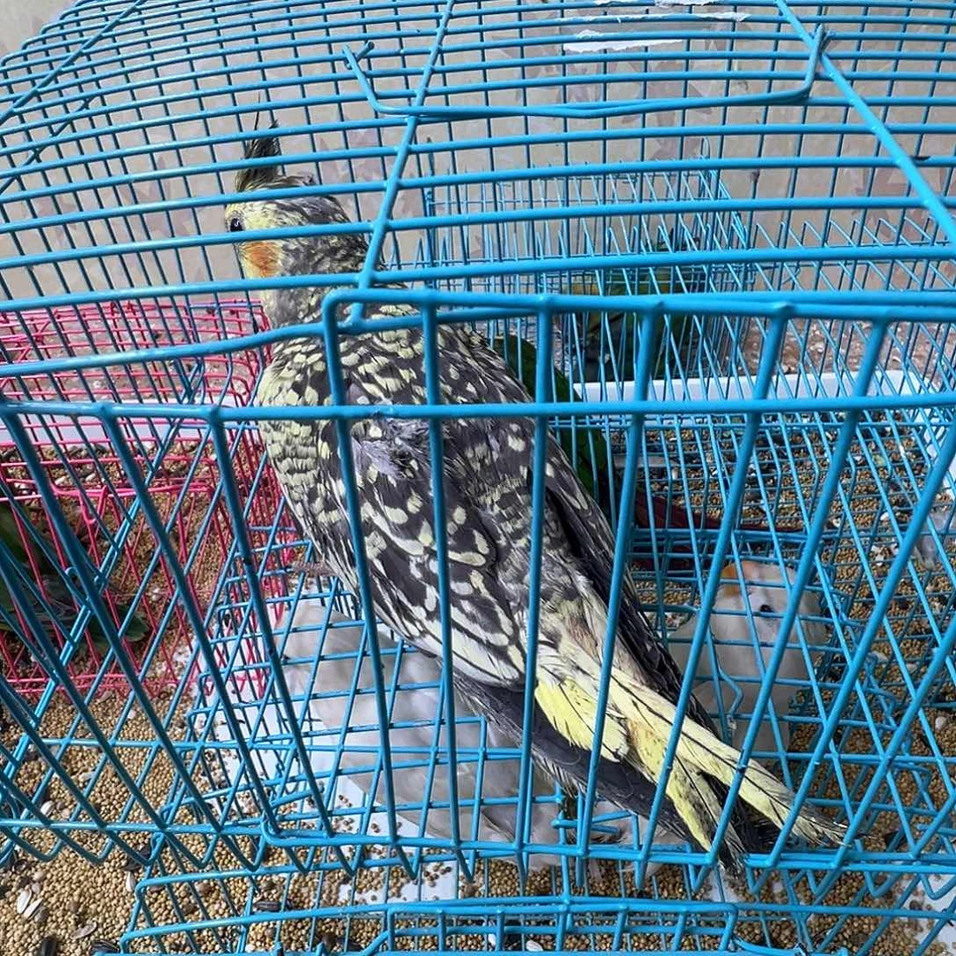 用***1玄凤鹦鹉/鸡尾鹦鹉少毛一只包活48小时