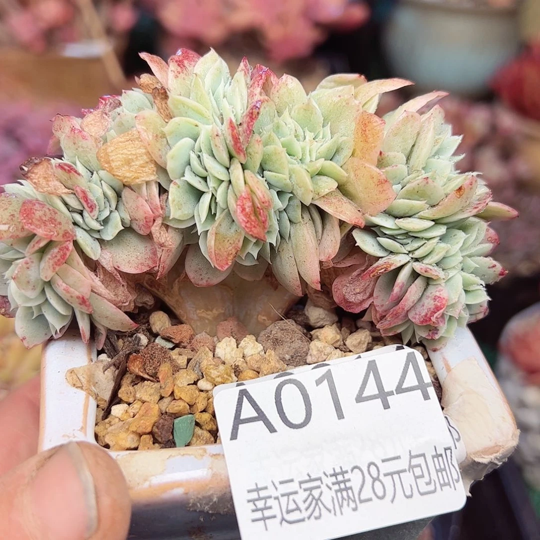 幸运的是我的朋友