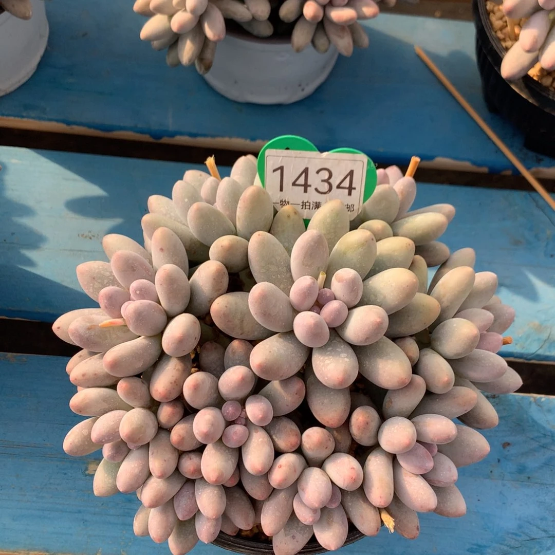 开***心大叶汤圆无砍平头1434