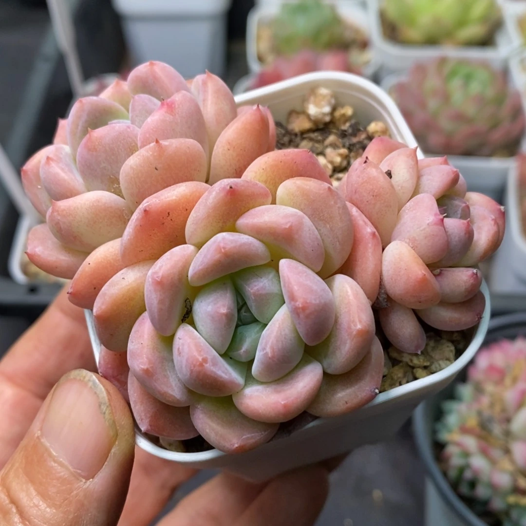 精品多肉一物一拍不包整71