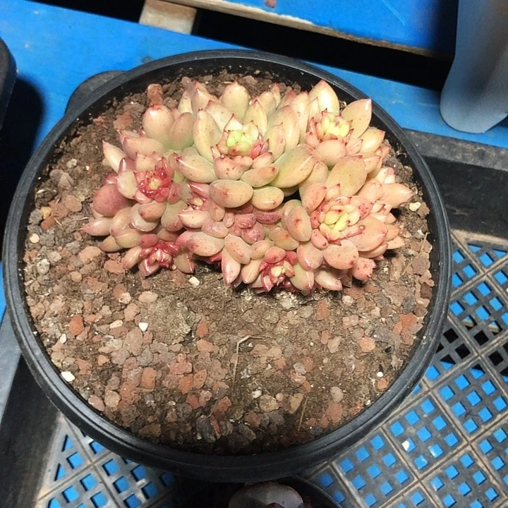 苹果花群多肉植物