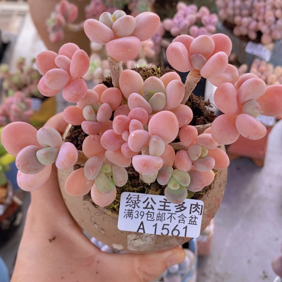 橘子香水洛神11cm1561多肉植物