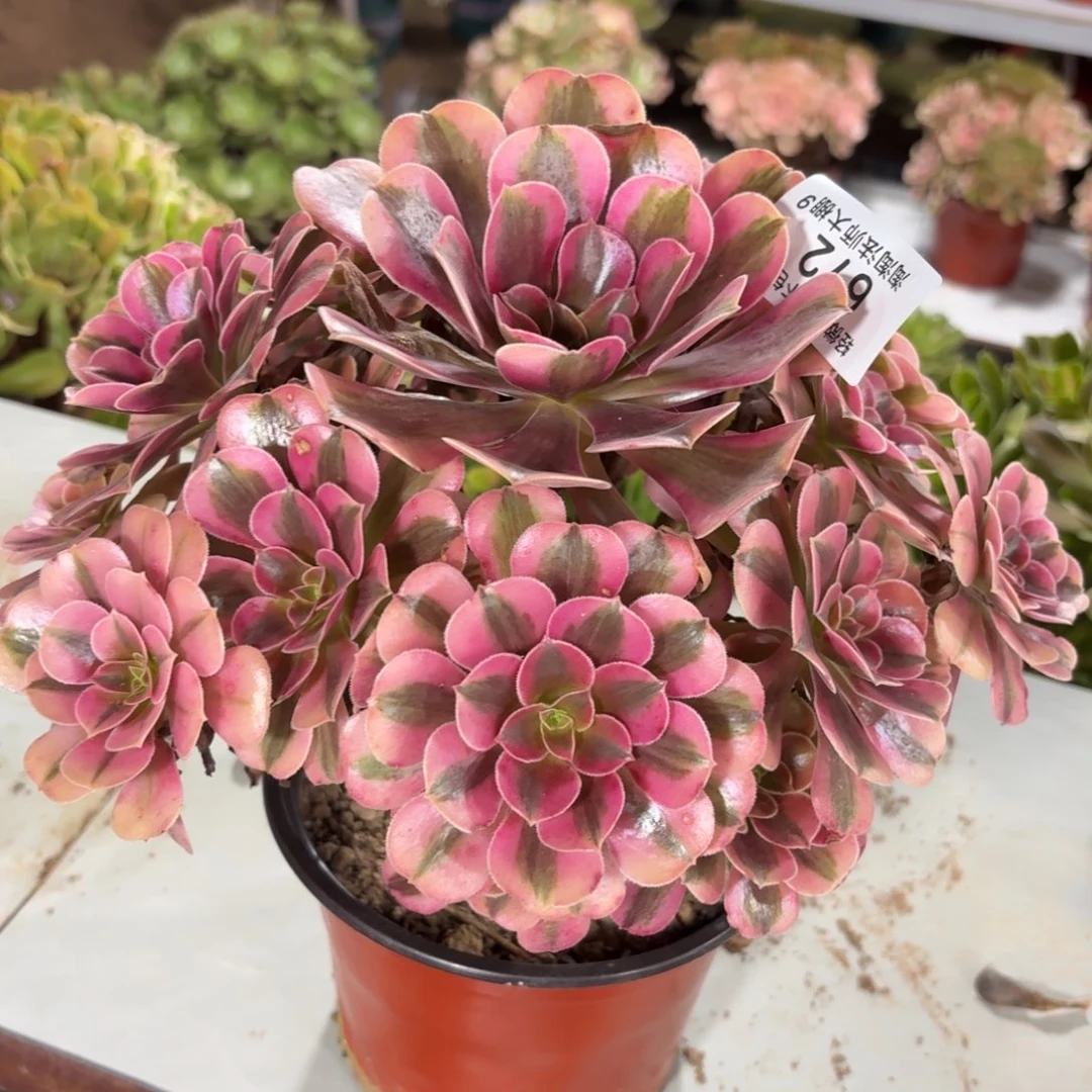 672美杜莎多肉植物法师