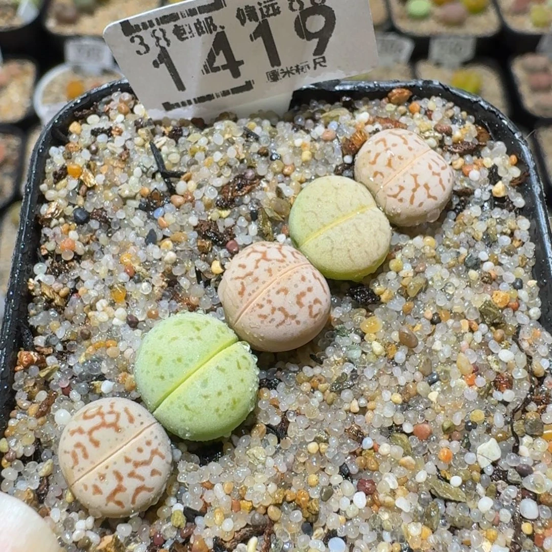 Ssss精品生石花1419