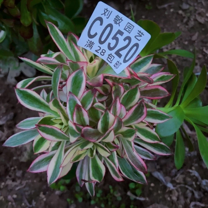 爱****逗0520砍头法师法师法师