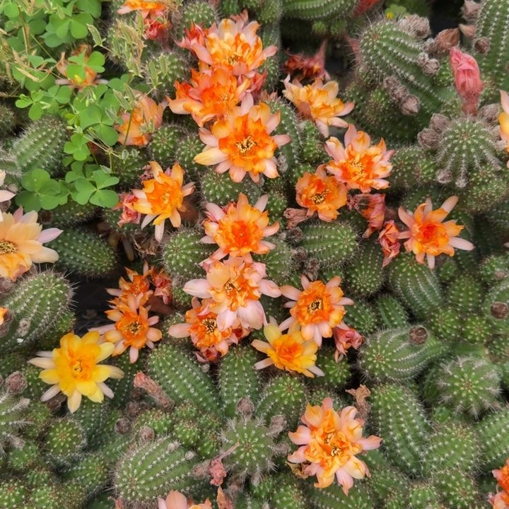 白檀仙人掌551侧芽一个