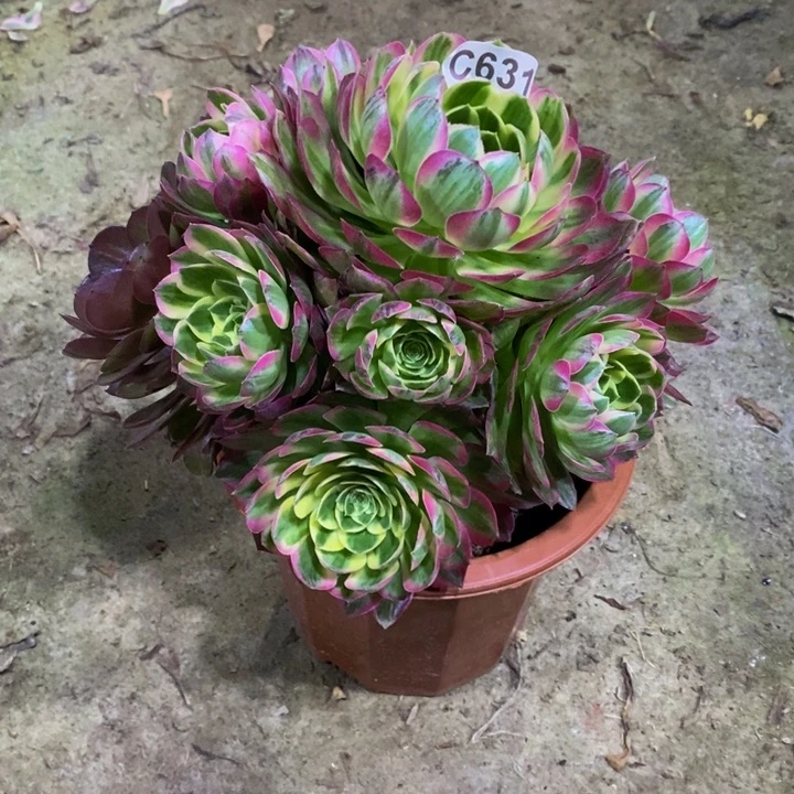 婷*海王多肉植物631