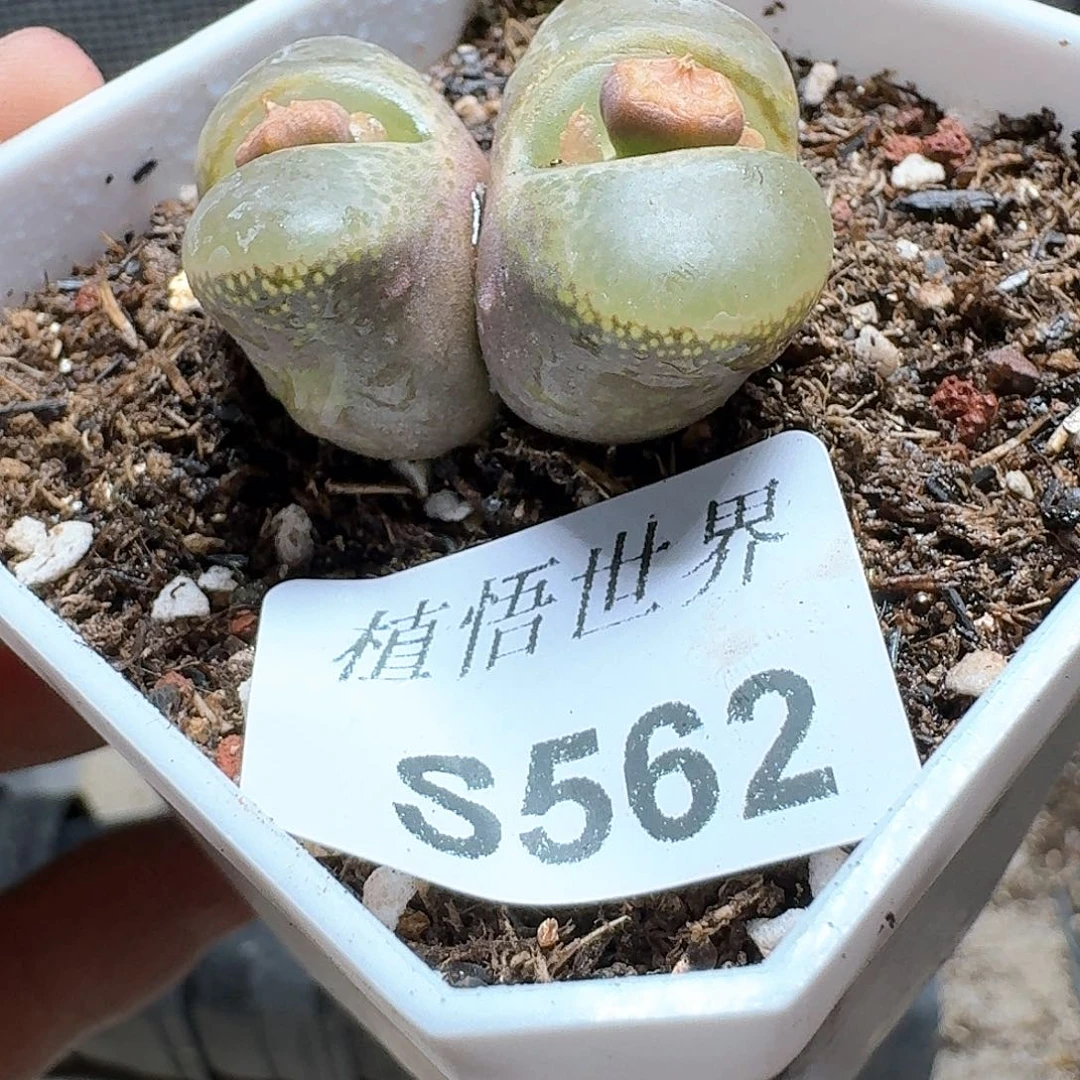 562号多肉植物哇x f