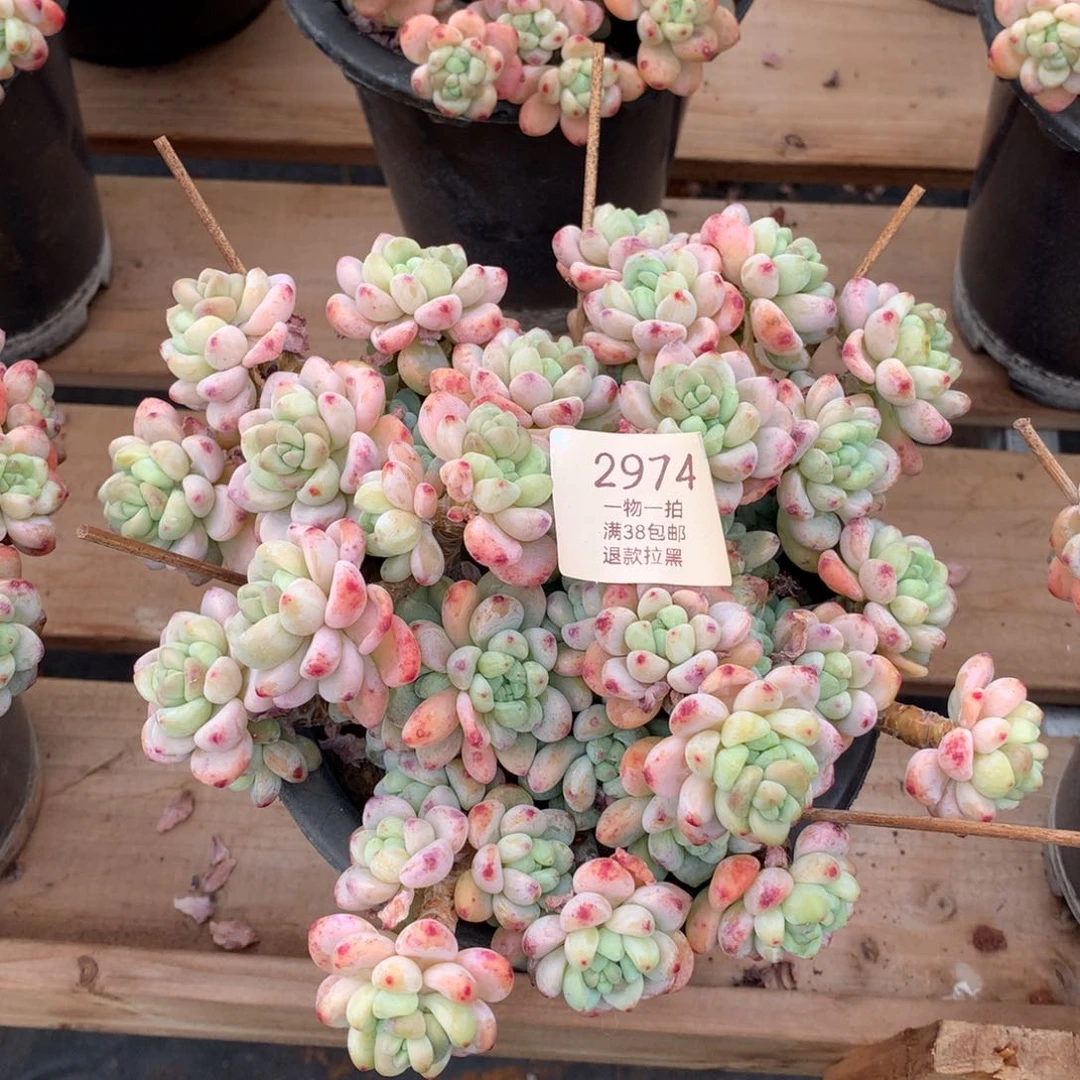 群生罗琦多肉2974