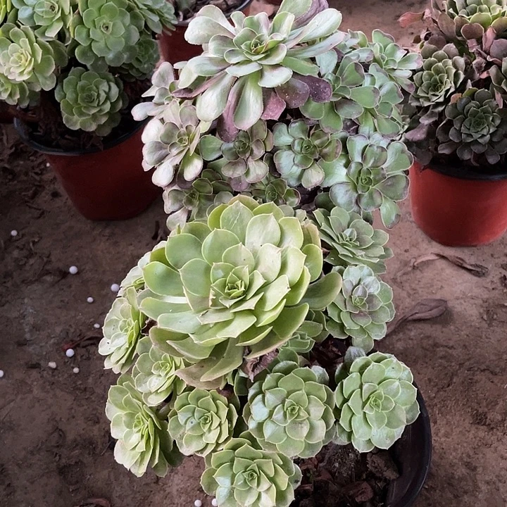 2棵玫瑰玫瑰玫瑰玫瑰