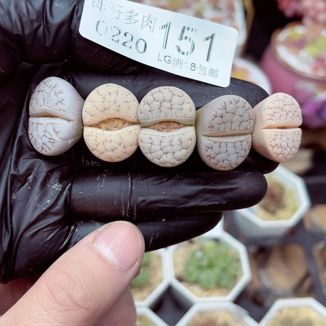 郎哥多肉生石花20-151