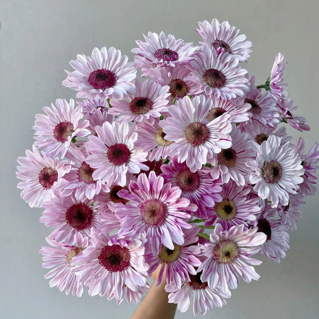 【小红帽小菊】又名斯特雷   稀有小雏菊 花期超长