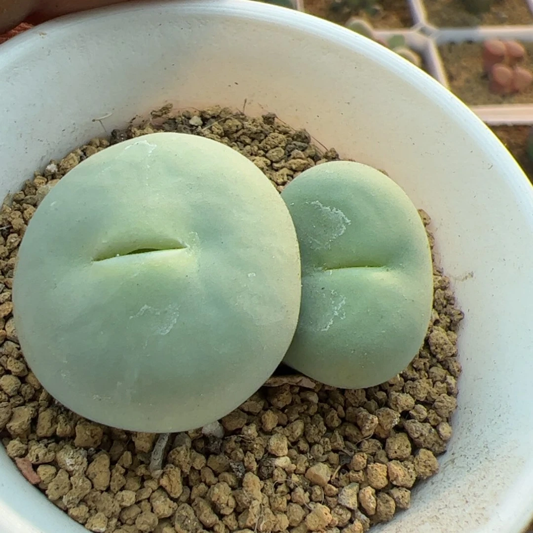 へ****?大家过年好22647