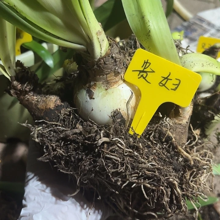 无花朵贵妇一坨7+6+6