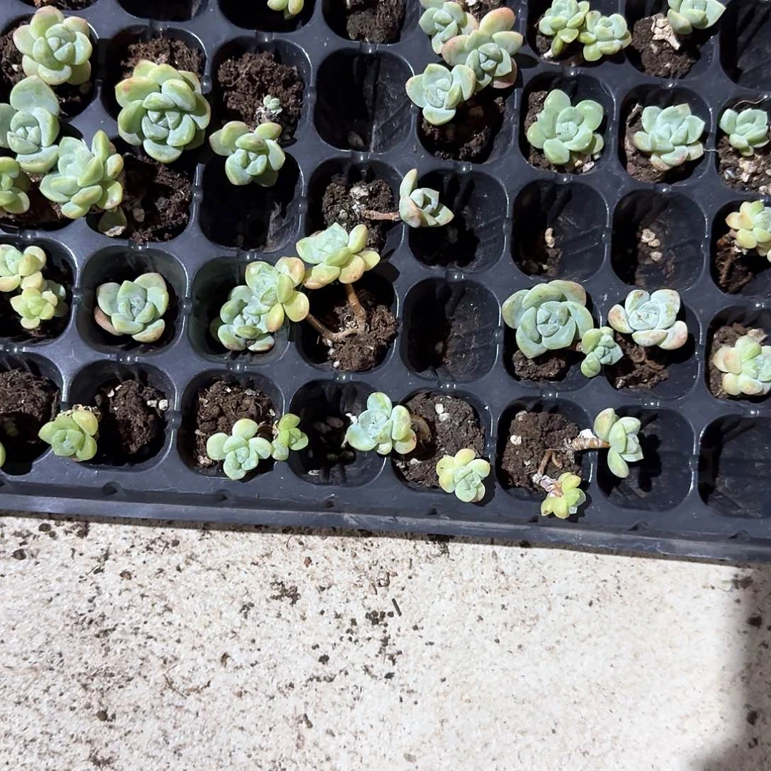 秋霞长腿同款一物一拍