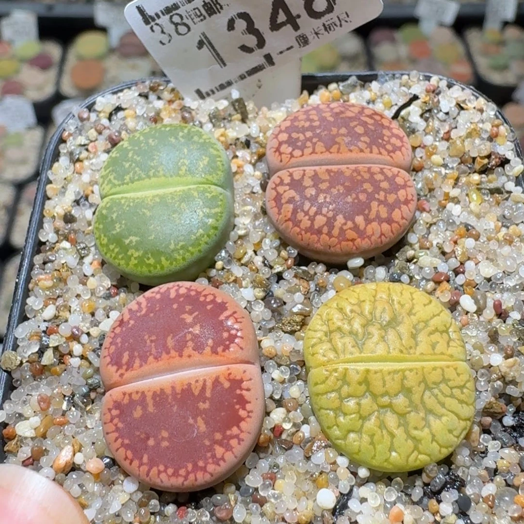 Sss便宜了便宜了1348