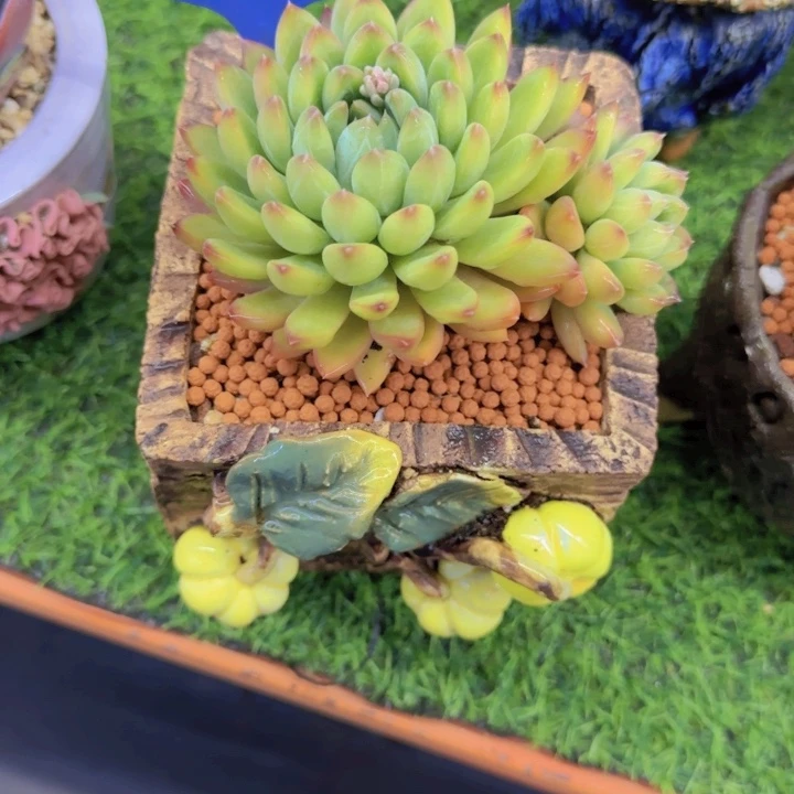 熊**?1096多肉植物一物一拍