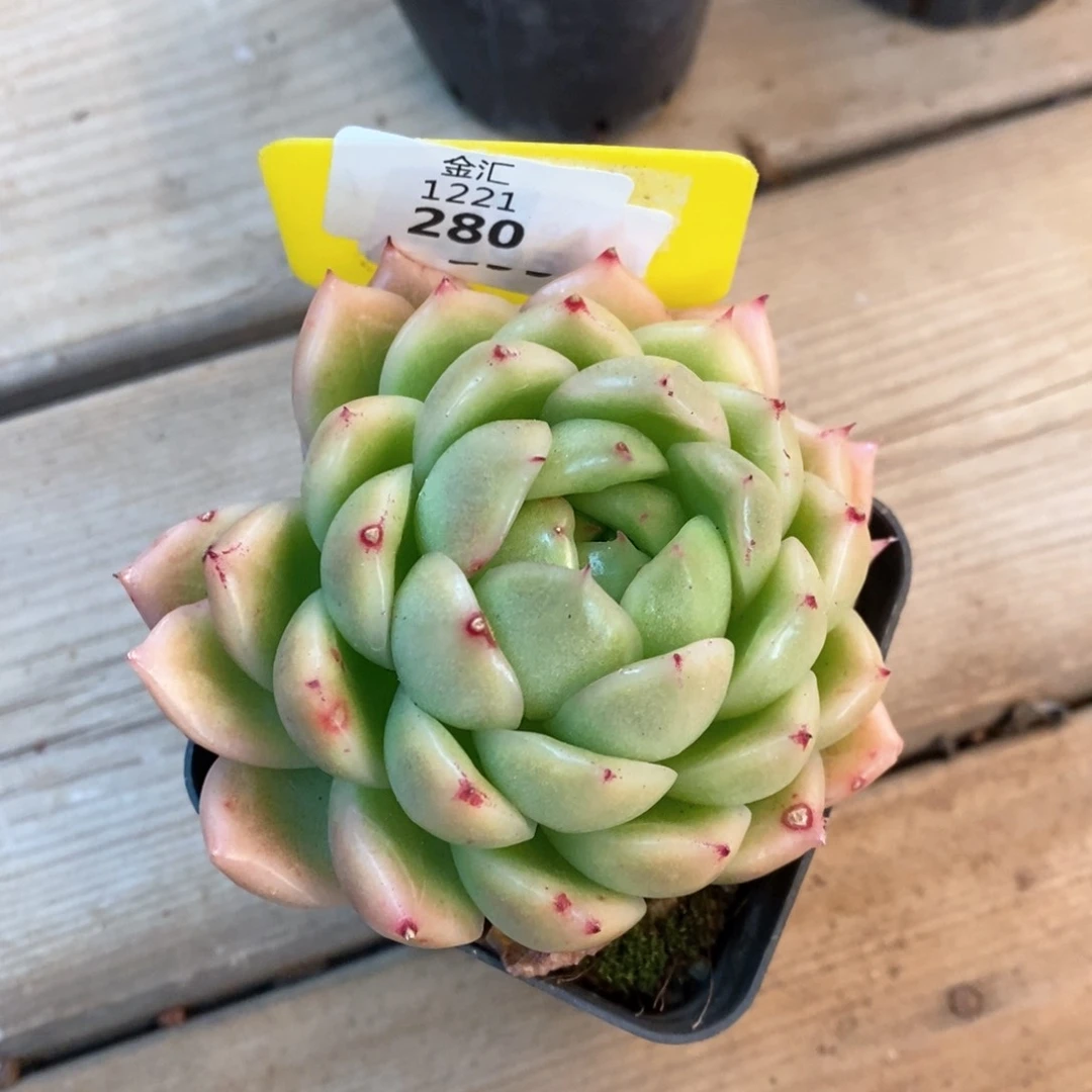 福利多多。1221280