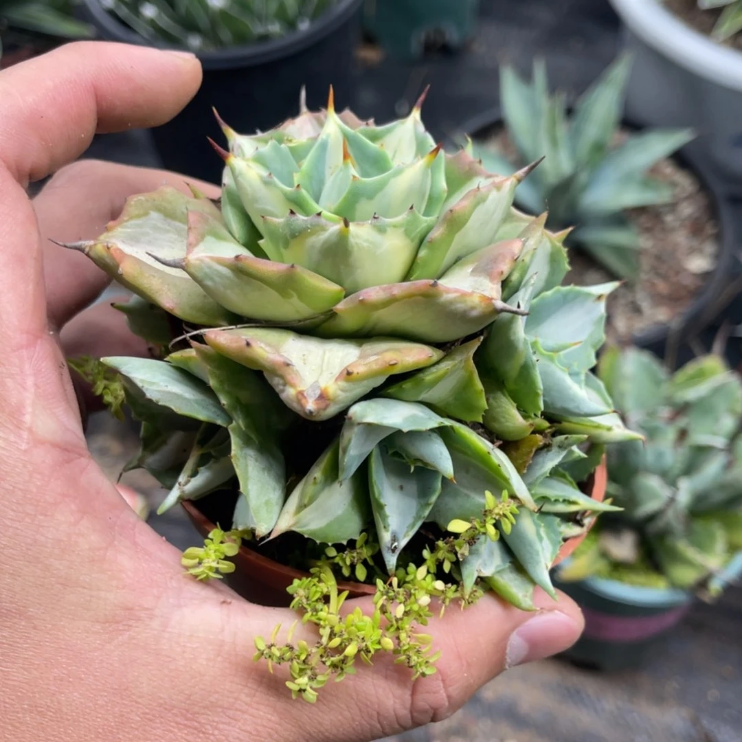 王妃雷神白中斑锦