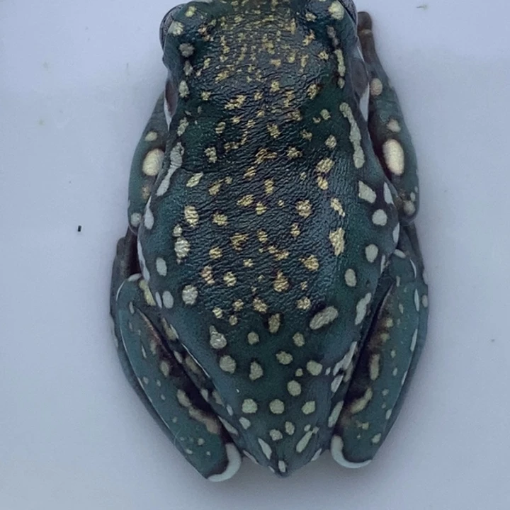 老爷树蛙芙蓉暴雪18号