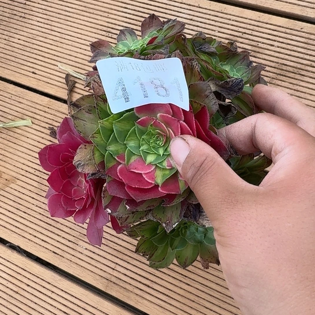 181 知否法师多肉植物无根