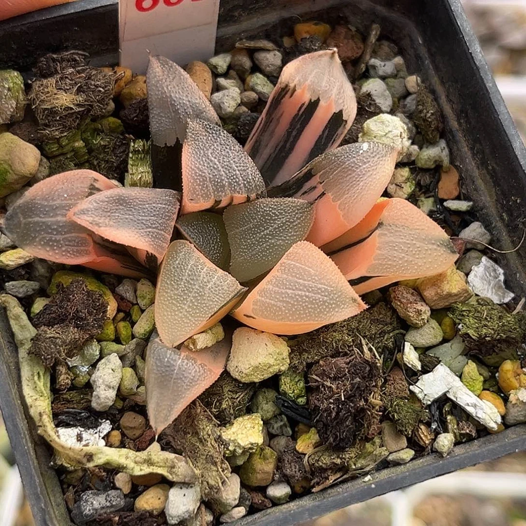 603糊斑和田玉克锦福利