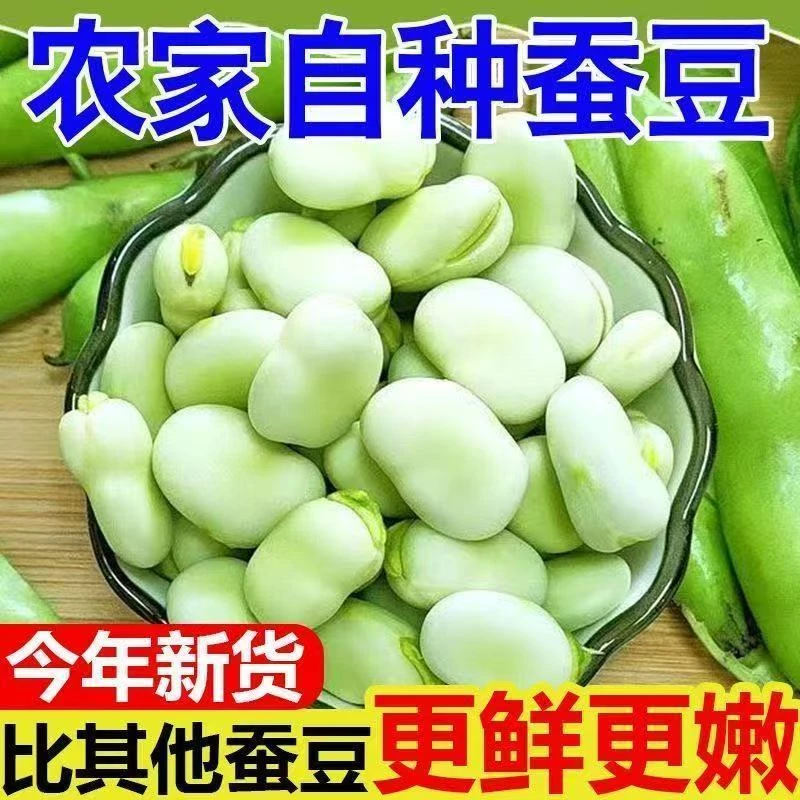老品种新鲜现摘贵州特产嫩蚕豆胡豆新鲜吃罗汉豆带壳蔬菜纸箱发货