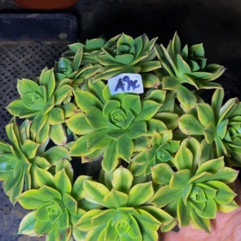 星爆弃多肉植物一物一拍94多肉