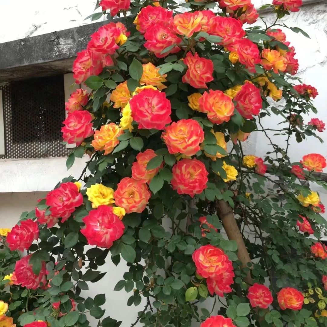 爬藤月季变色龙【藤彩虹】藤本多季开花 花苗庭院植物黄色粉色栽培