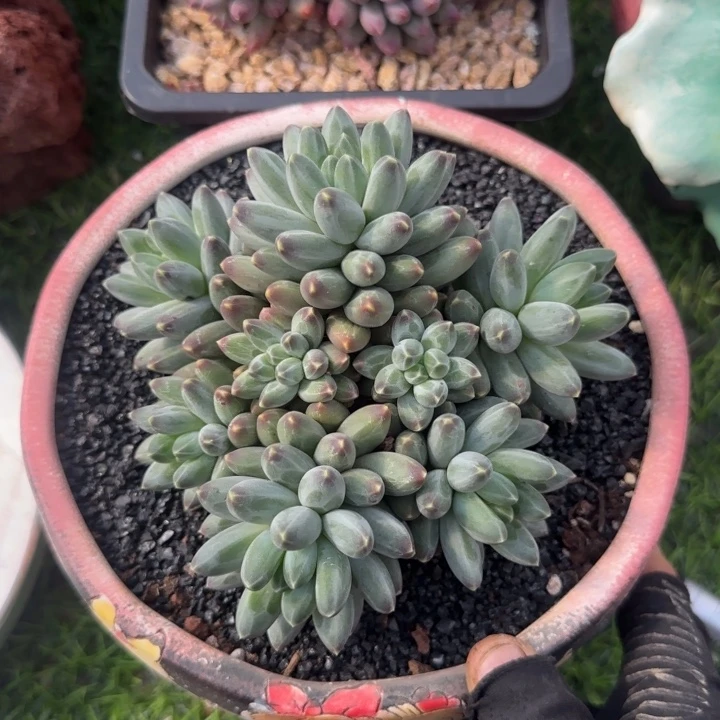 伊卡鲁斯群生多肉植物