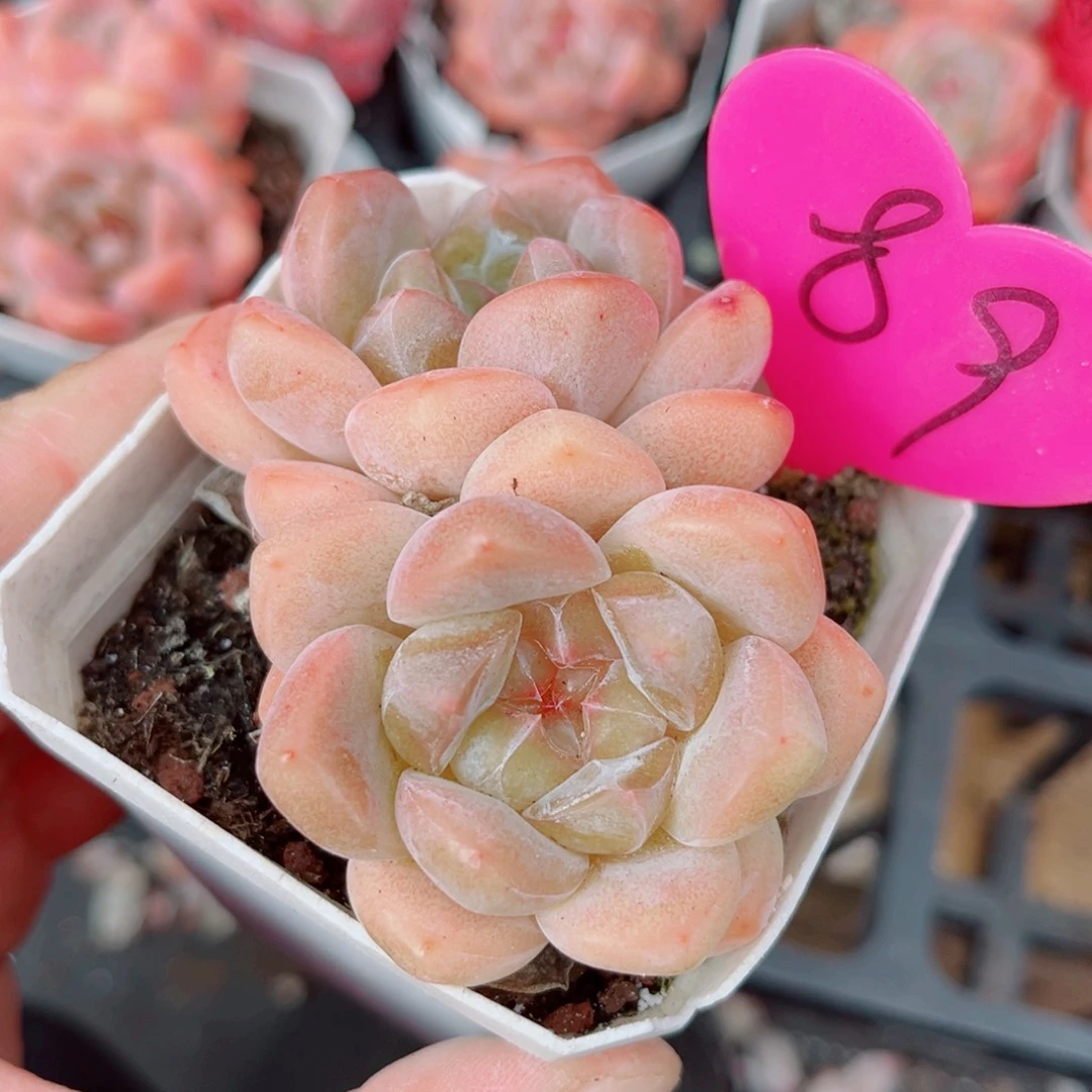 89号小老桩糖心双头