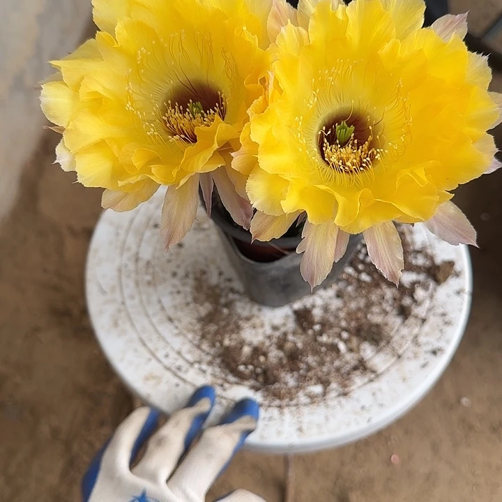 仙人球彩草带根125