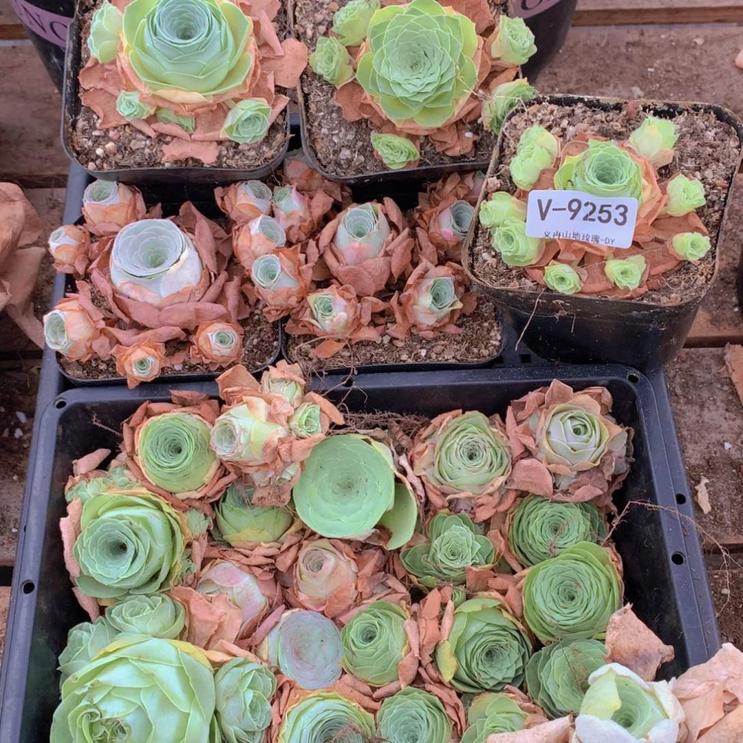 9253处理瑕疵品不售后