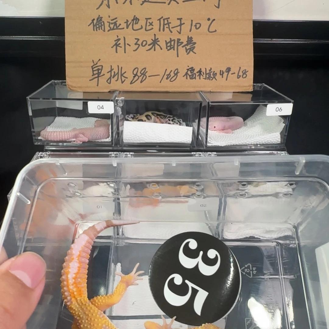 豹纹守宫暴龙妹妹