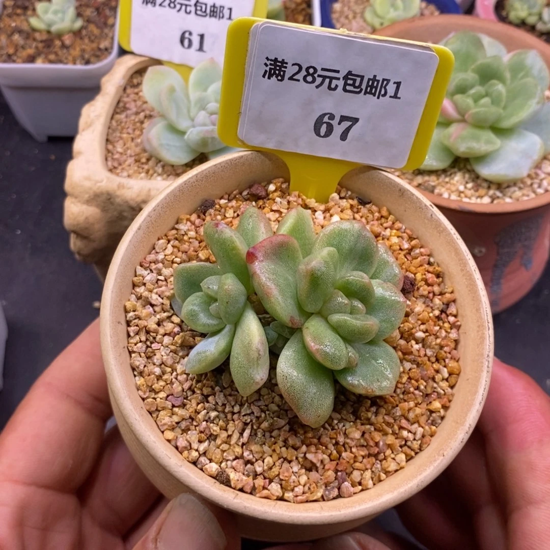 167冰玉石化拉丝锦多肉植物