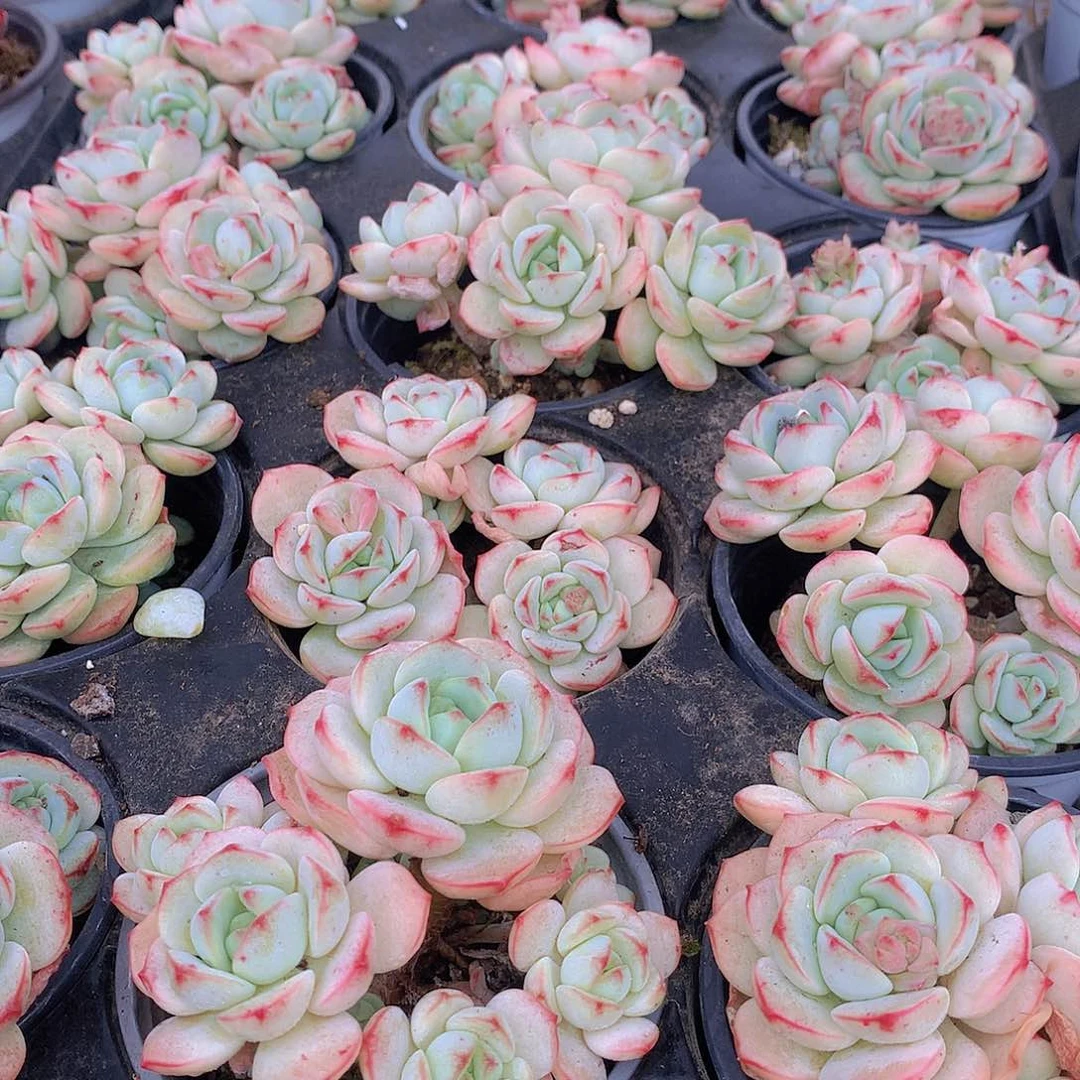 香草碧斯245678899000