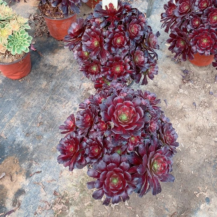 21两颗华纳多肉111111