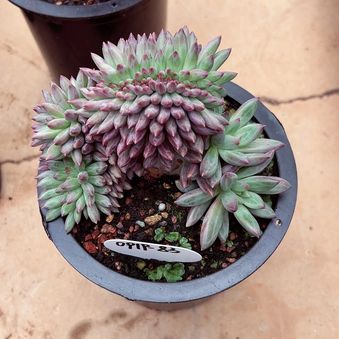 0919-83虞美人缀化