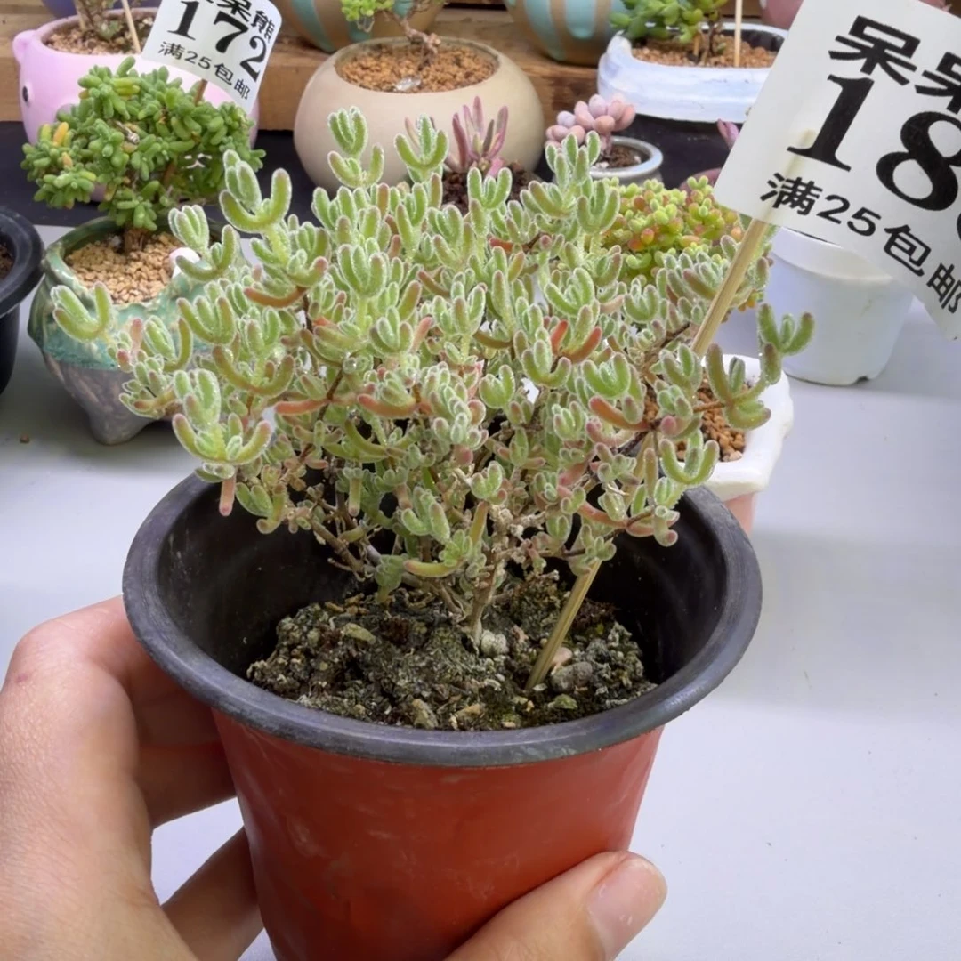 紫冰晶.185枝干番杏