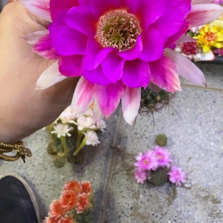 206丽花阳24歪无根侧牙3公分左右，20包邮