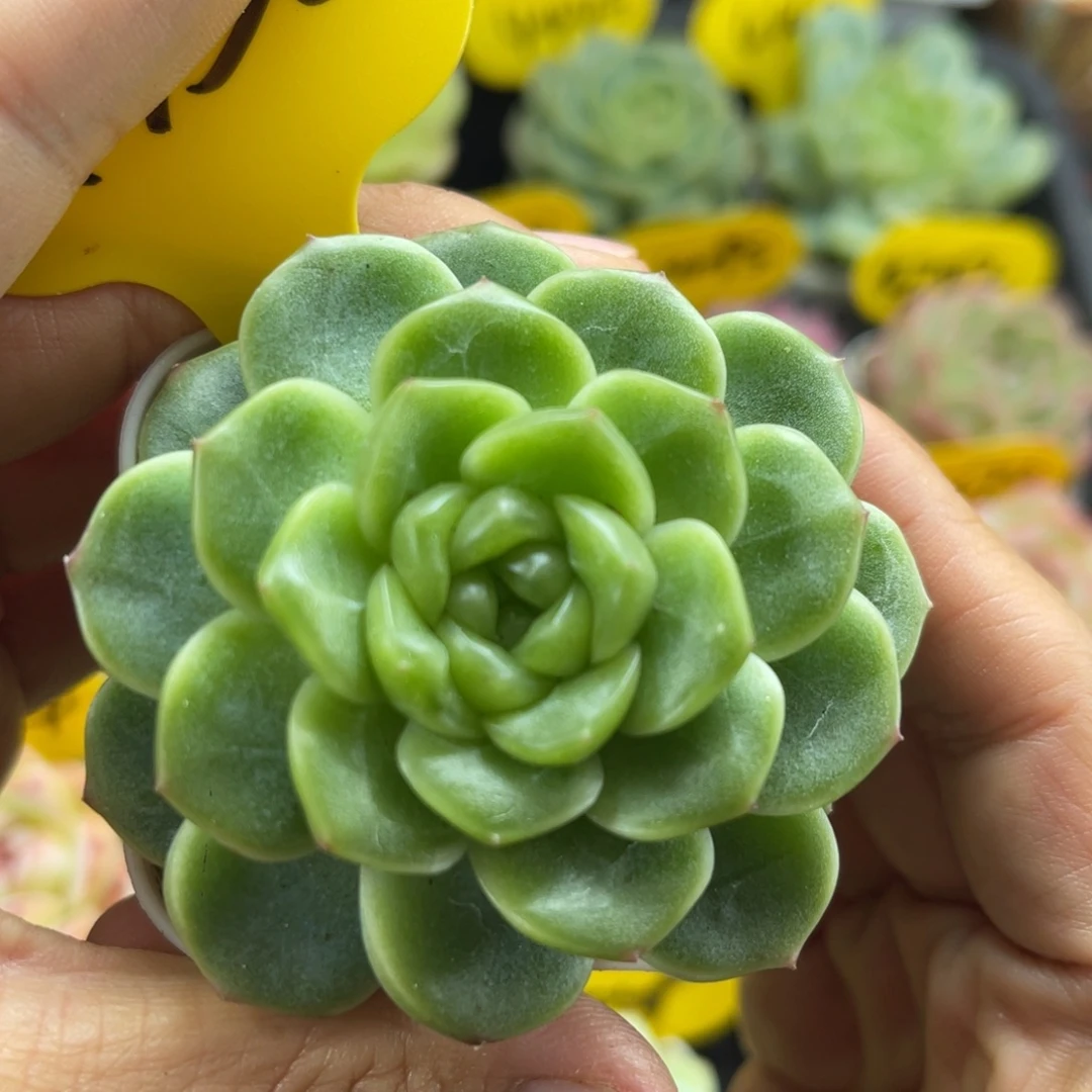 新品x7油透圆秃珍妮4156